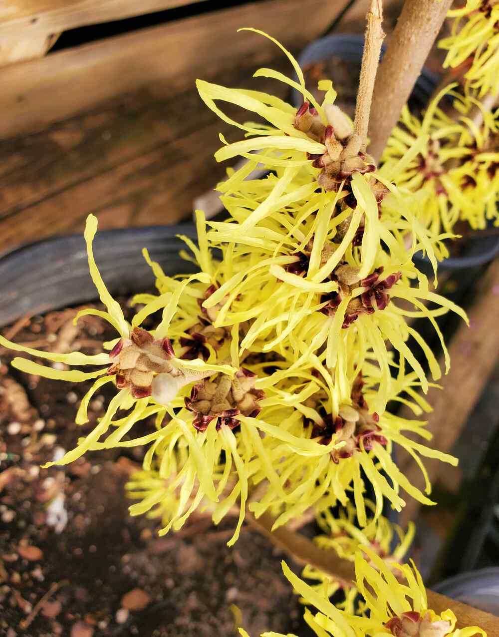 Witch Hazel