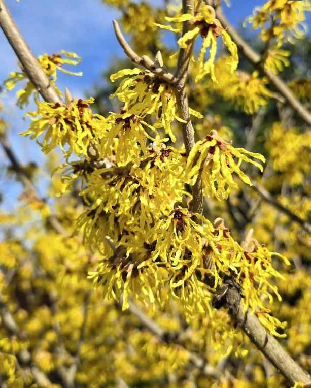 Witch Hazel hardy shrubs for New England climate