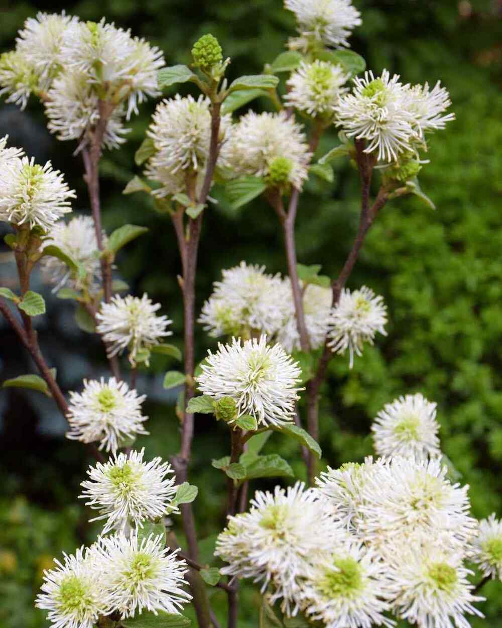 Witch-alder, credit-micqgarden