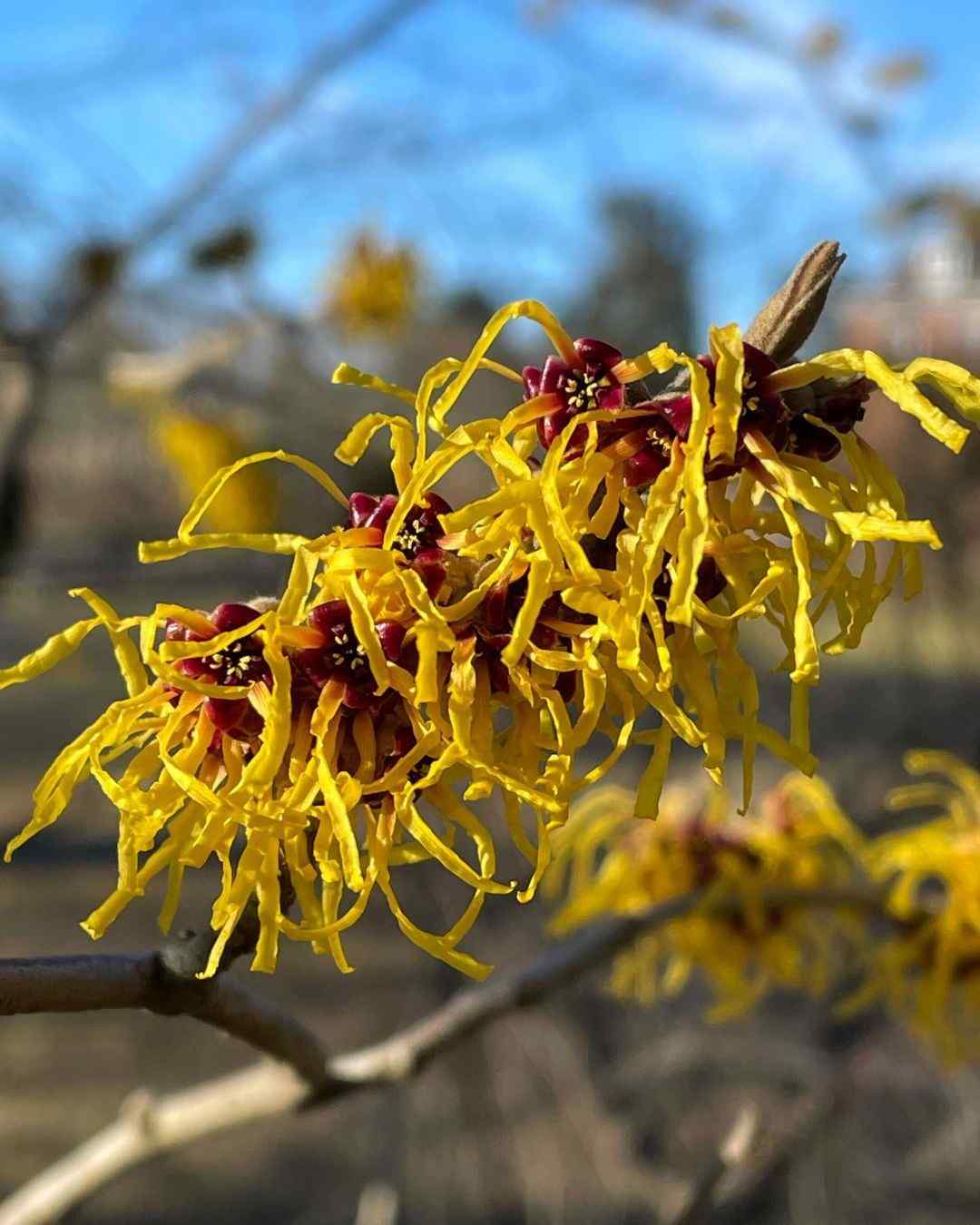 Witch-hazel credit-masshort