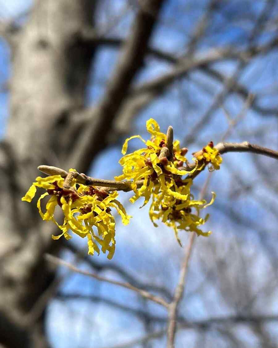 Witch-hazel credit-masshort