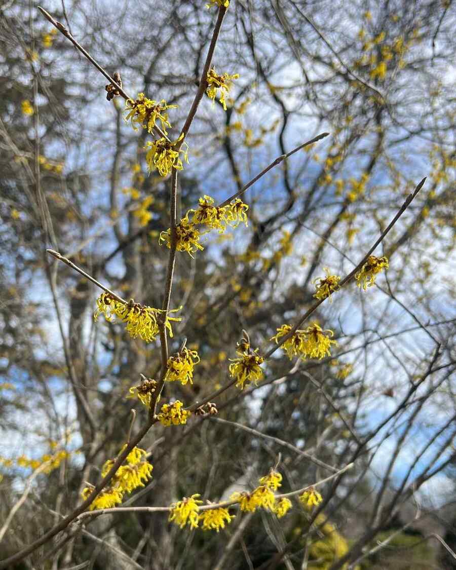 Witch-hazel suitable for New York climate