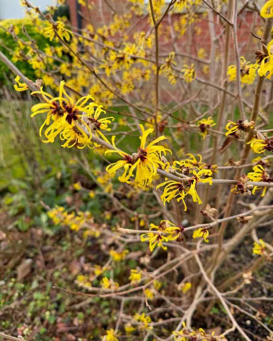 Witch-hazel, credit-the_gardenerben
