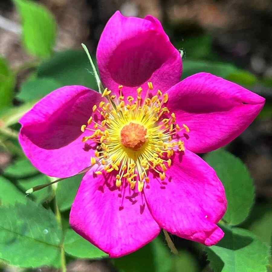 Woods’ Rose, credit-sickwildflowers