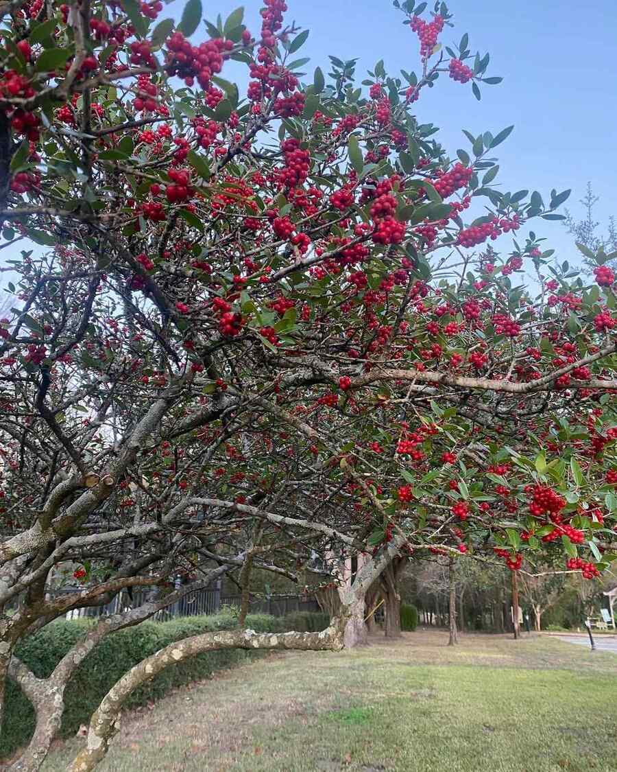 Yaupon Holly for Texas-friendly landscaping