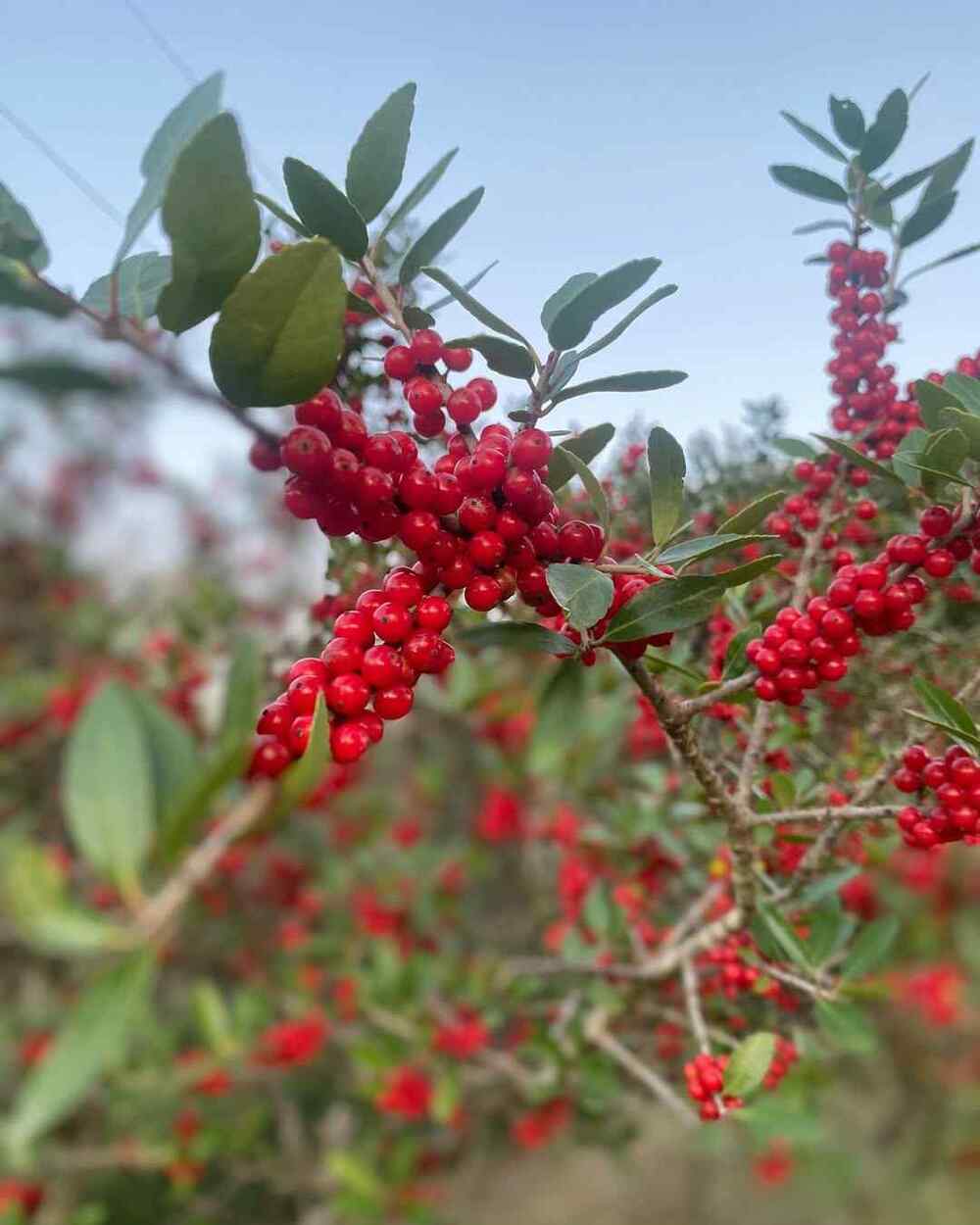 Yaupon Holly, credit-east_texas_arboretum
