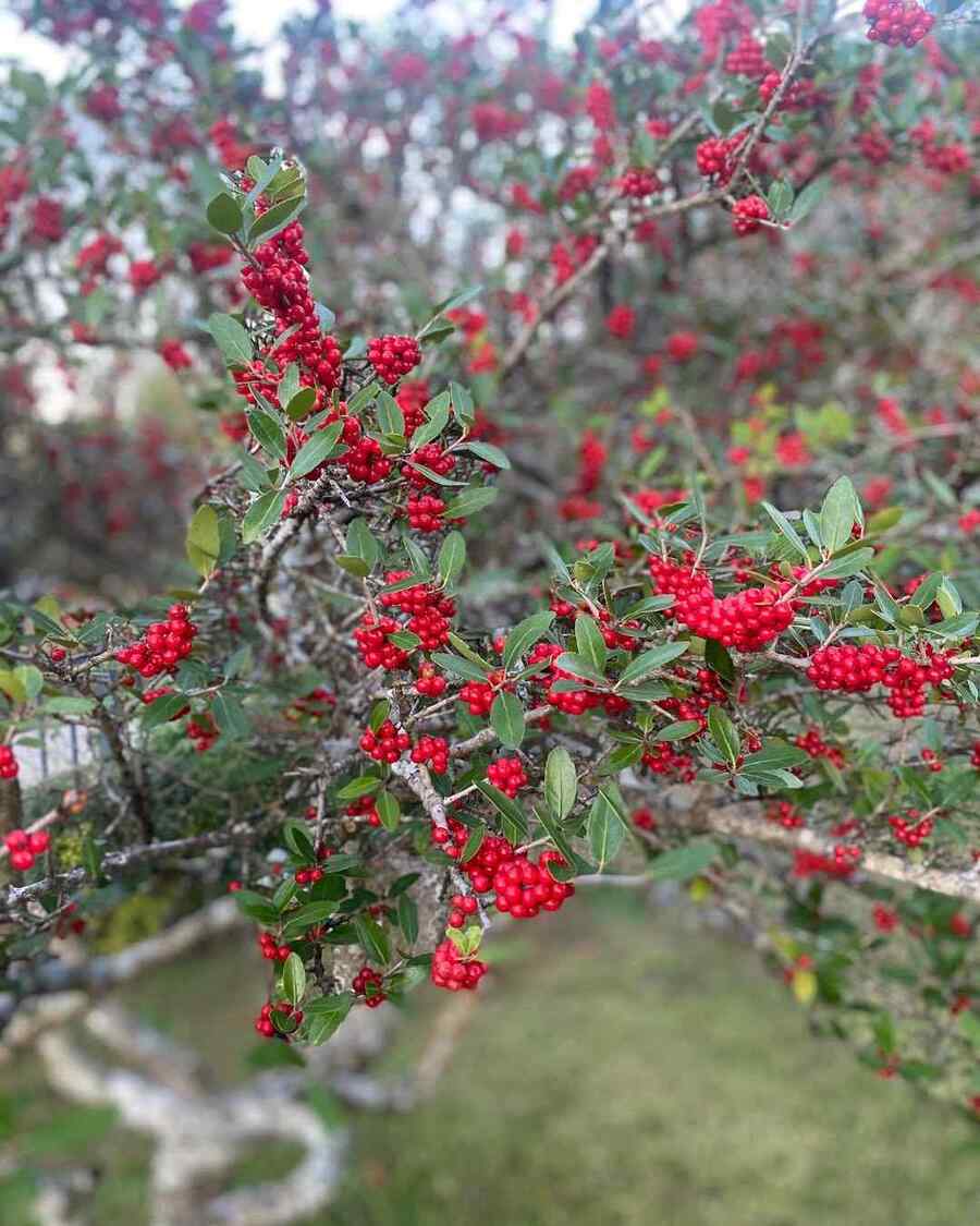 Yaupon Holly drought-tolerant shrub for Mississippi