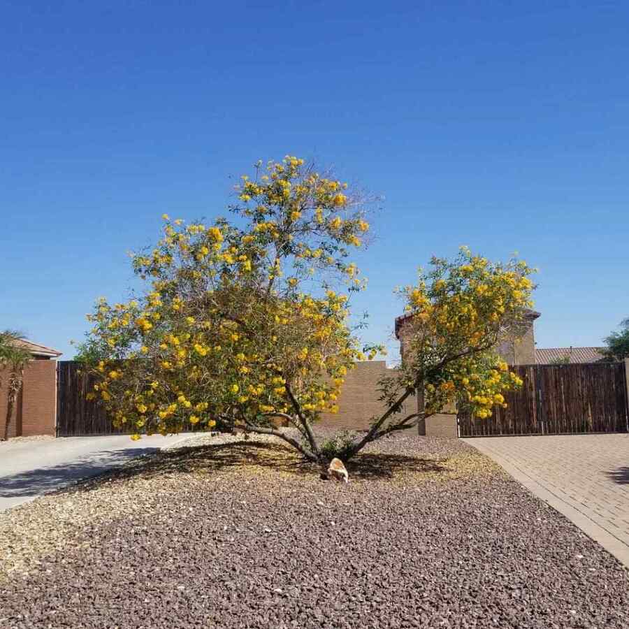 Yellow Bells a xeriscape shrub perfect for Arizona landscaping
