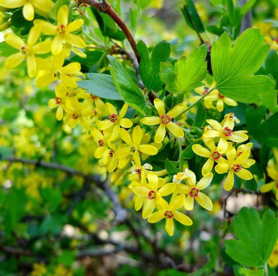 Yellow Flowering Currant Wyoming-friendly shrub for high wind and dry climate