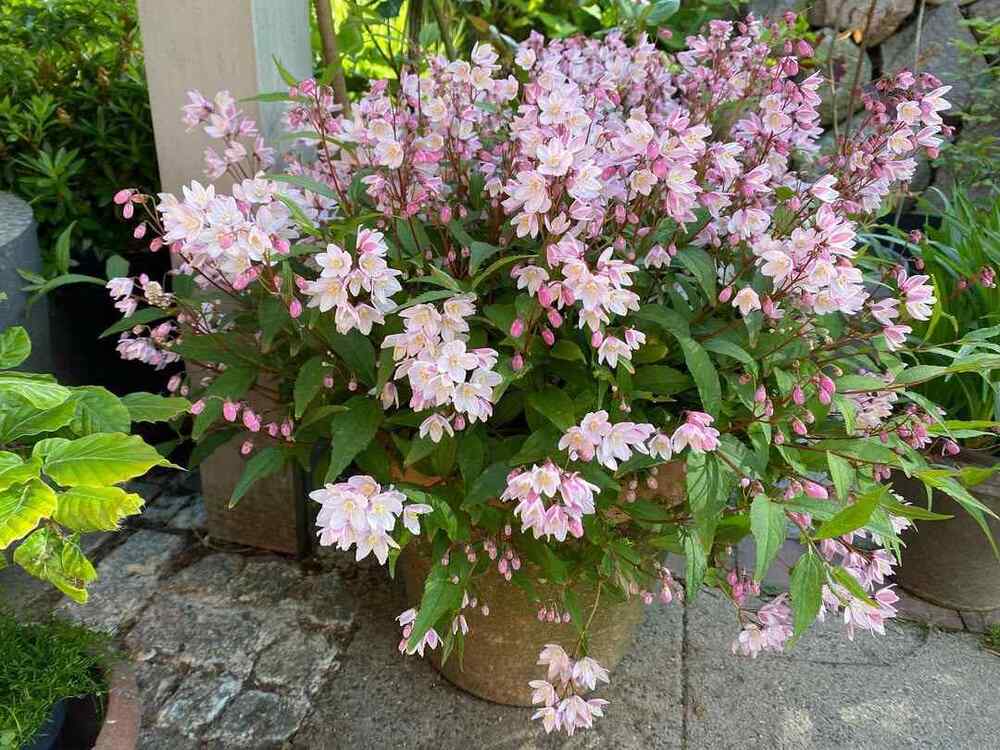 Yuki Cherry Blossom Deutzia, credit-freyas_ostseegarten