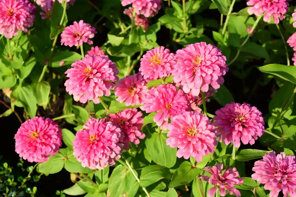 Zinnias