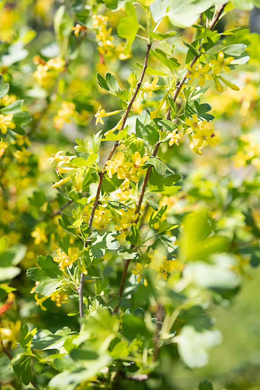 golden-currant-blossom-spring-garden