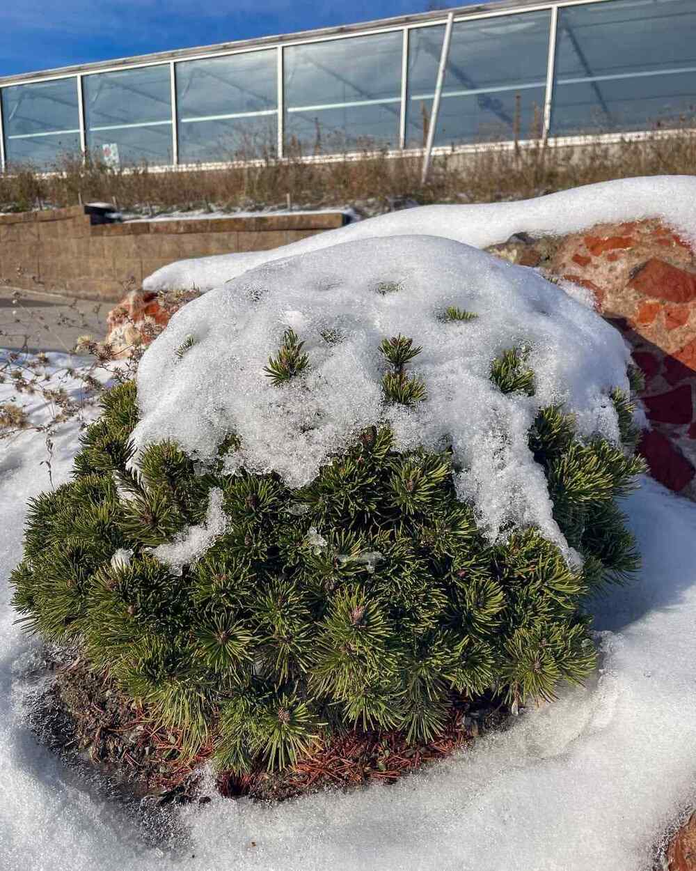 Dwarf Mugo Pine