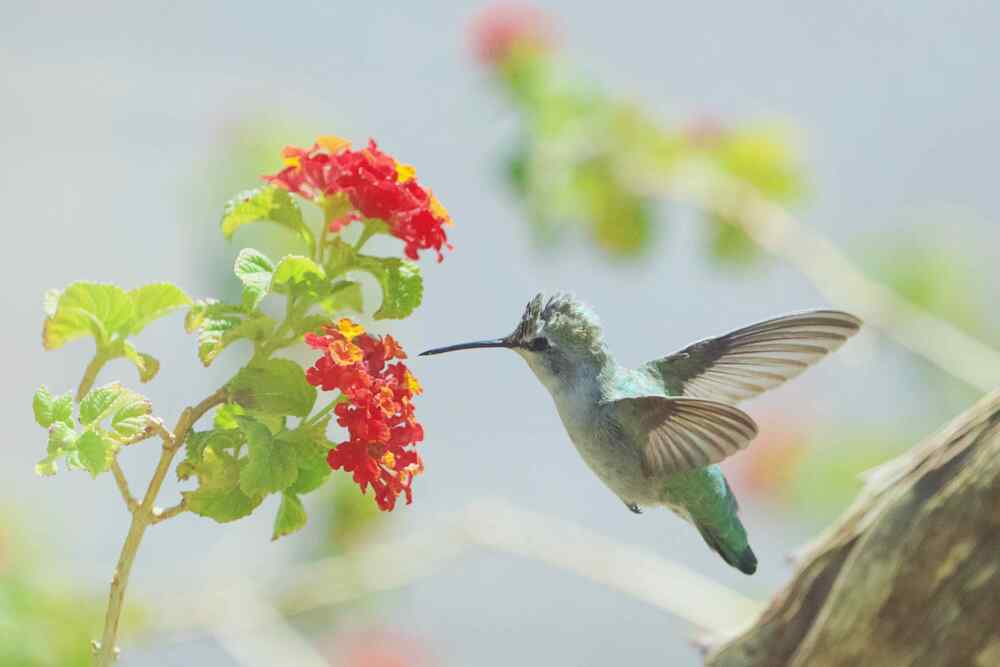 21 Plants That Attract Hummingbirds in California Gardens