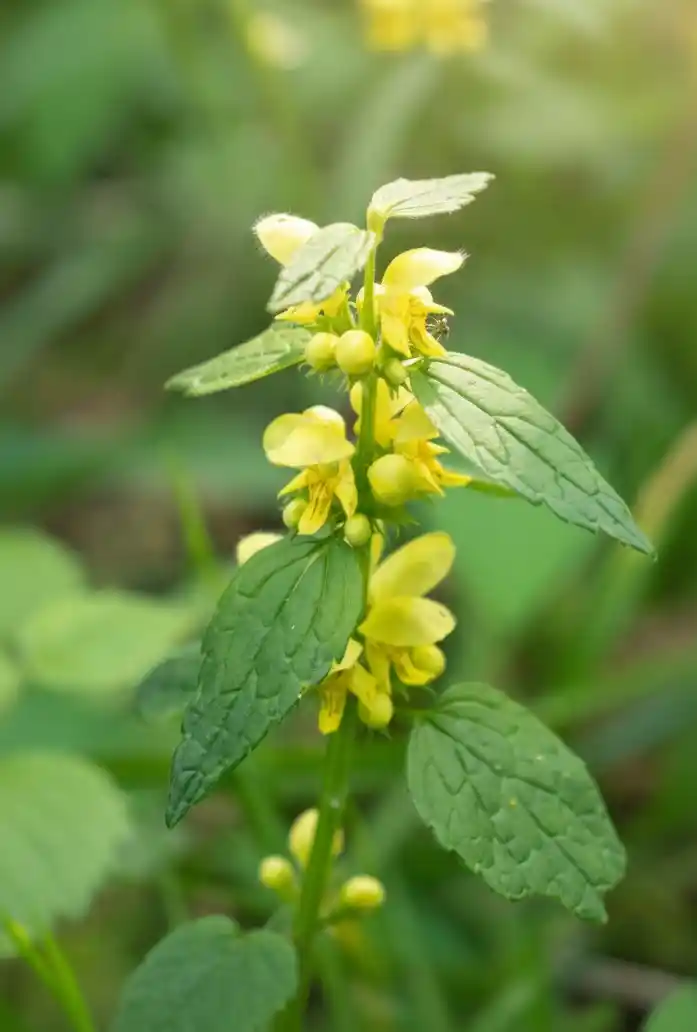 Yellow archangel