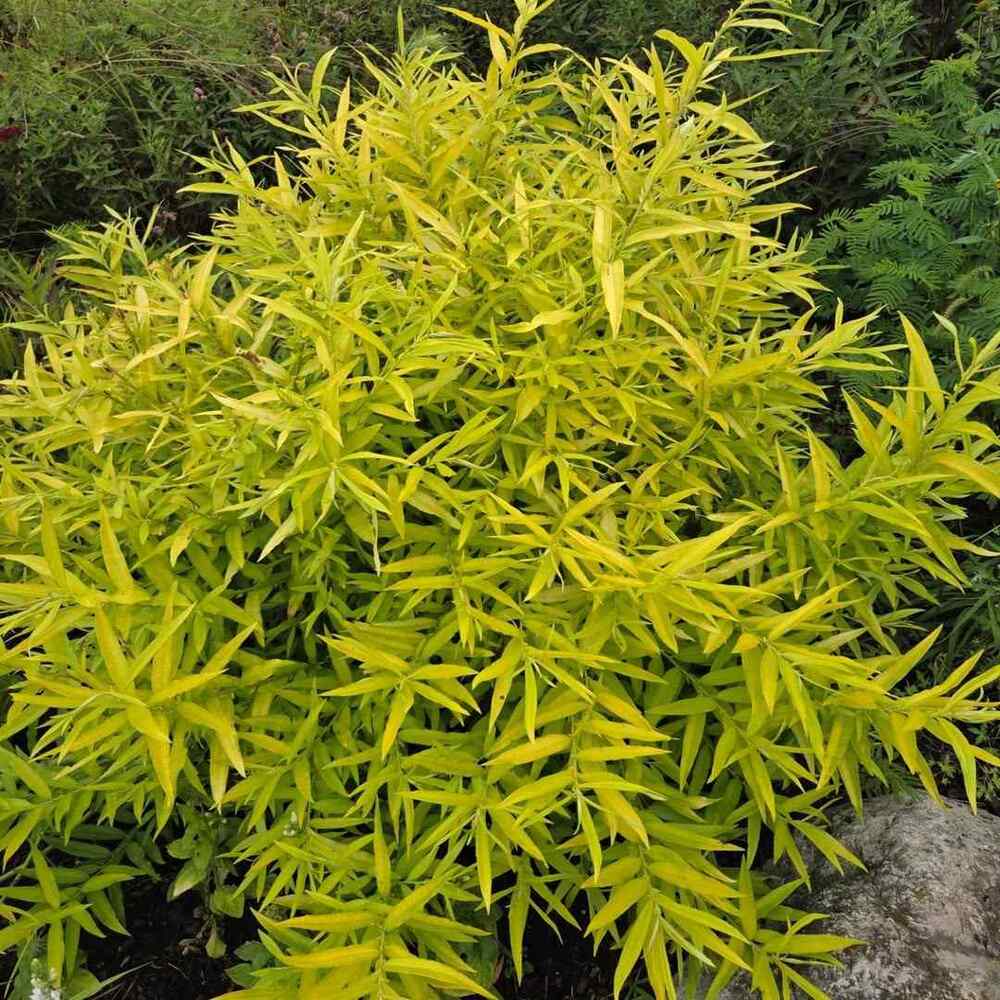 ‘Golden Sunshine’ Willow, credit-markcdwyer