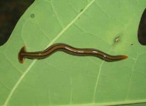 get rid of hammerhead worms