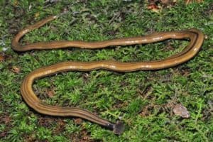 how to get rid of hammerhead worms
