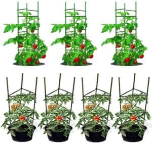 how to use a tomato cage in a container