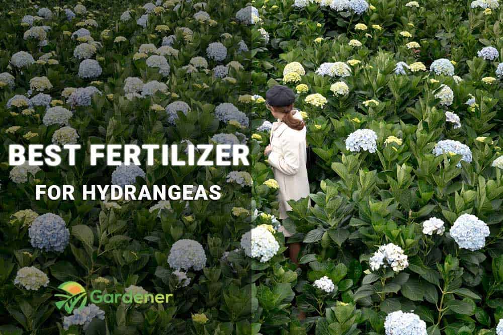 best fertilizer for hydrangeas