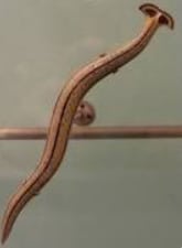 Bipalium(hammerhead-worms)