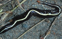 Caenoplana-coerulea