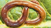 New-Zealand-Flatworms