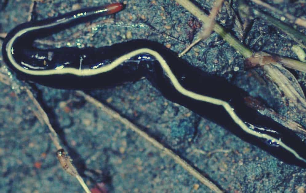 How to get rid of flatworms in the garden