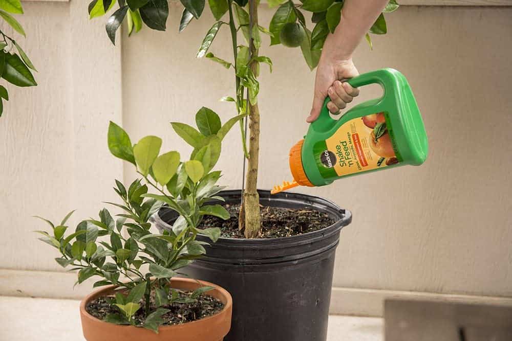 Miracle-gro Citrus Fertilizer