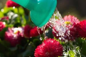 best fertilizer for hibiscuis