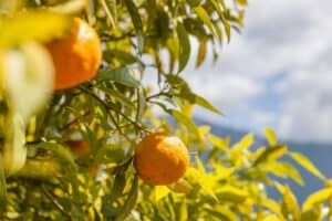 best fertilizers for citrus trees