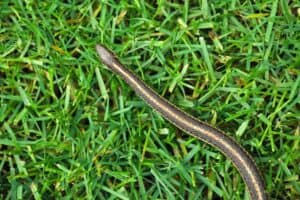 how does a garden snake look like