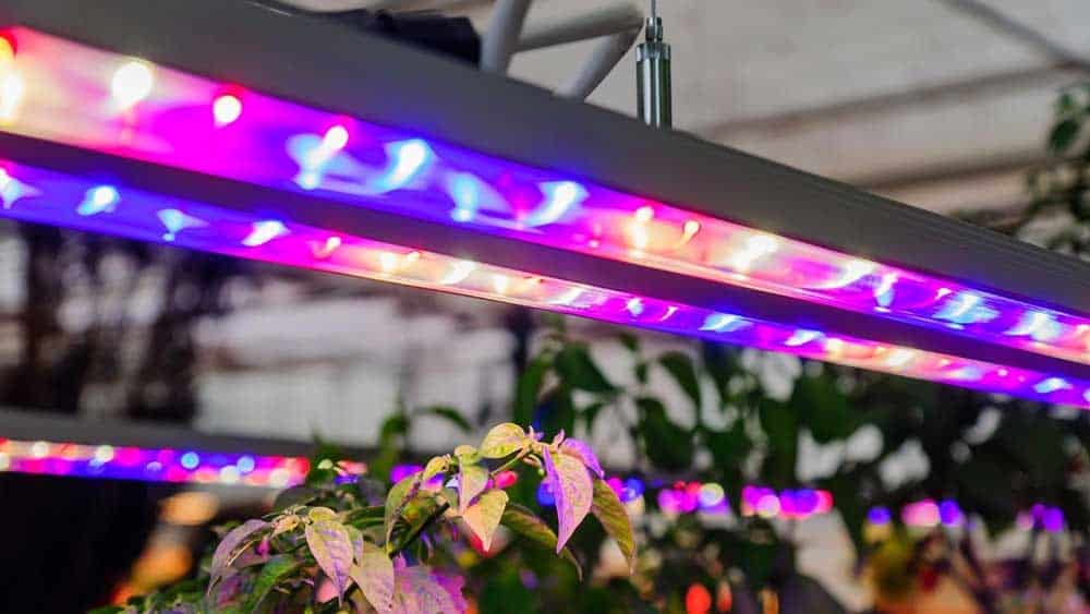 how to hang grow lights from ceiling