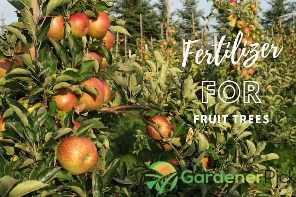 best fertilizer for fruit trees