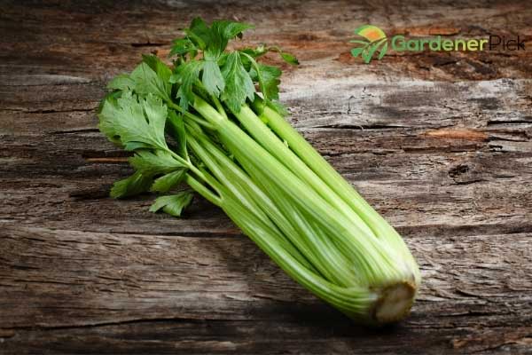 how long does cut celery last