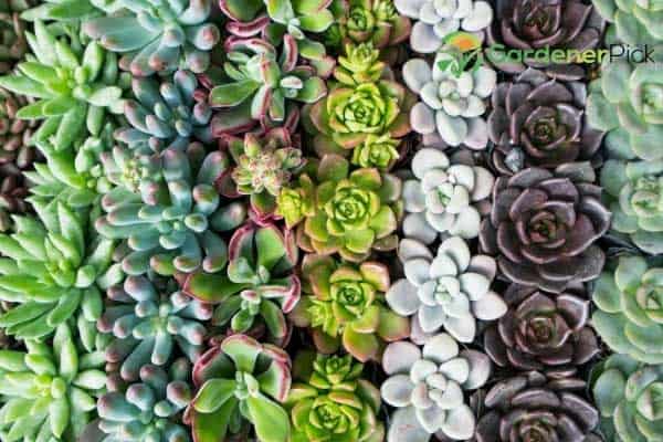 how long does it take to succulent grow