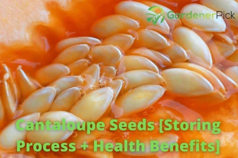 Cantaloupe Seeds [Storing Process + Health Benefits]