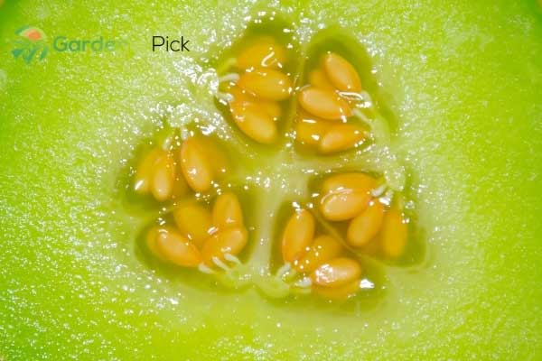 cantaloupe seeds benefits