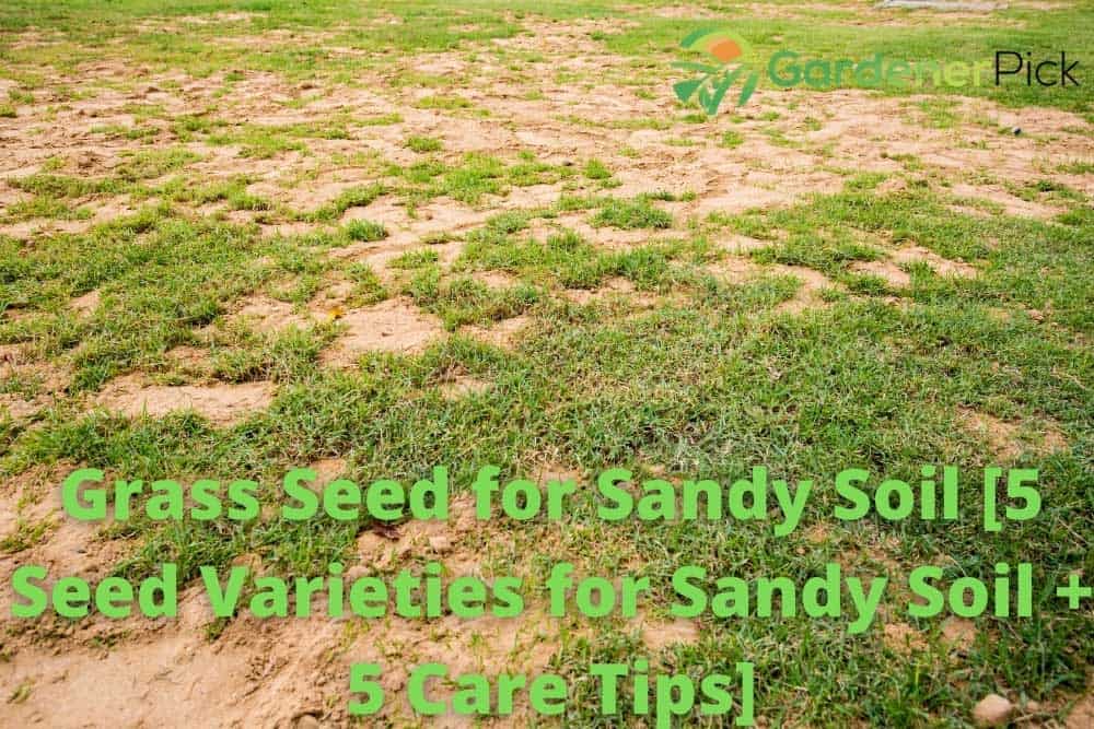 grass seed for sandy soil