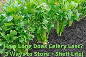 how long does celery last