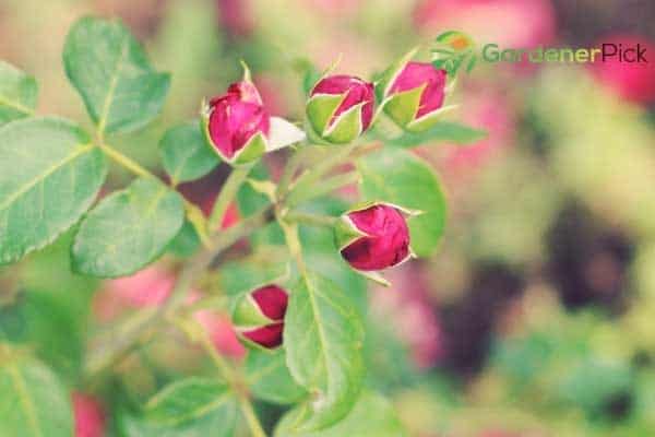 how to grow roses from seeds easy