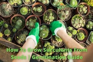 how to grow succulents from seeds
