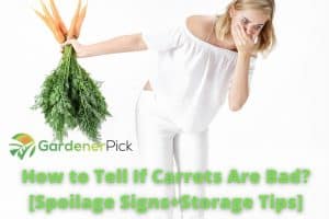 how to tell if carrots are bad