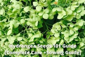 hydrangea seeds