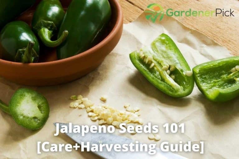 Jalapeno Seeds 101 Complete Guide [Care+Harvesting]