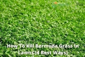 how to kill bermuda grass in your lawns