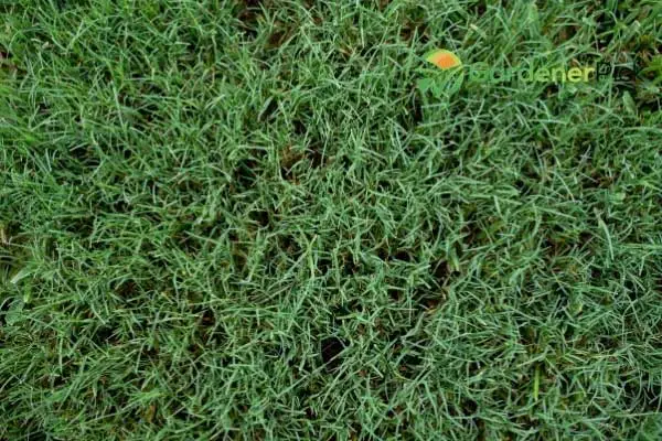 how to kill bermuda grass