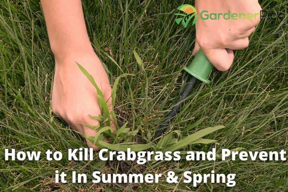 how to kill crabgrass