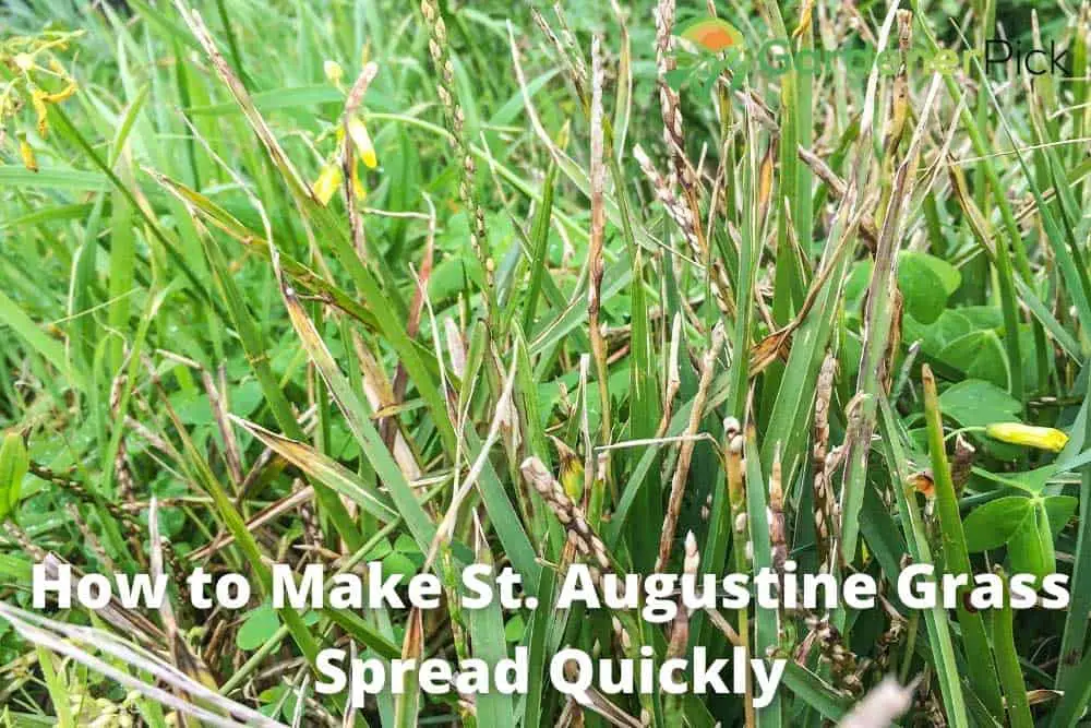 how to make st. augustine grass spread quickly