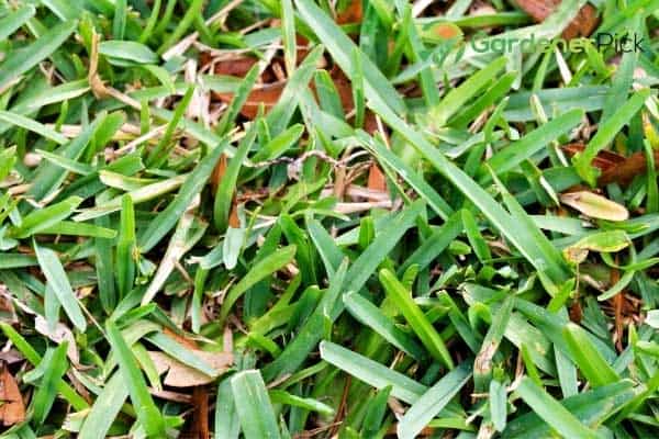 how to make st. augustine grass